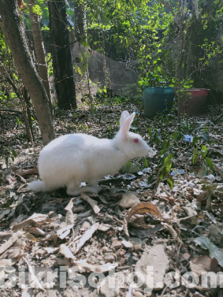 নাইমুল ইসলাম এর মাধ্যমে বিক্রি।